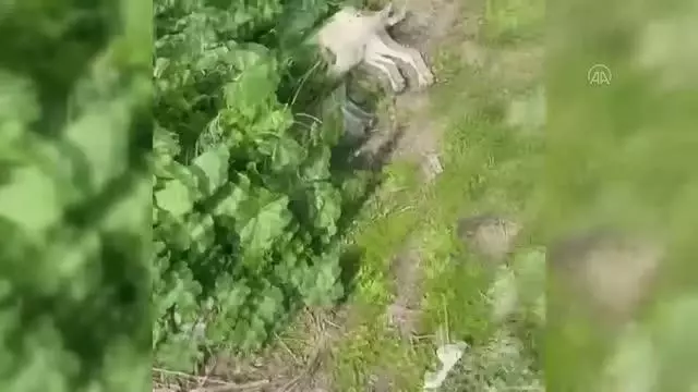 Ölü bulunan 5 sokak köpeği inceleme için belediye ekiplerine teslim edildi Ölü bulunan 5 sokak köpeği inceleme için belediye ekiplerine teslim edildi