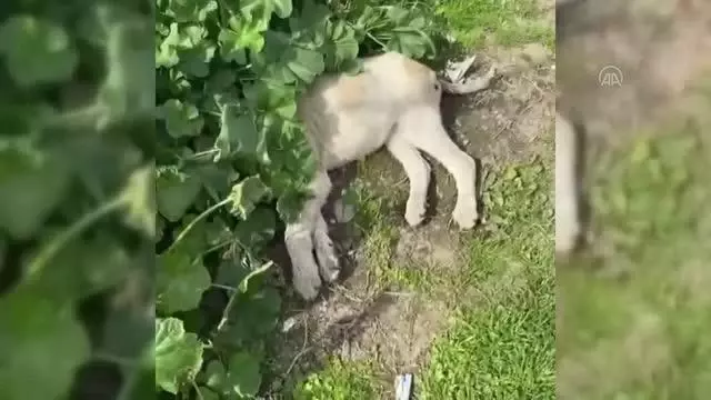 Ölü bulunan 5 sokak köpeği inceleme için belediye ekiplerine teslim edildi Ölü bulunan 5 sokak köpeği inceleme için belediye ekiplerine teslim edildi