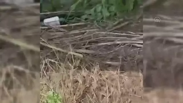 Ölü bulunan 5 sokak köpeği inceleme için belediye ekiplerine teslim edildi Ölü bulunan 5 sokak köpeği inceleme için belediye ekiplerine teslim edildi