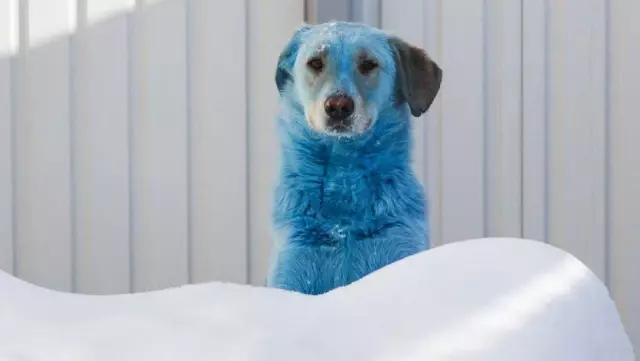 Rusya, maviye boyanmış sokak köpeklerinin gizemini çözmeye çalışıyor Rusya, maviye boyanmış sokak köpeklerinin gizemini çözmeye çalışıyor