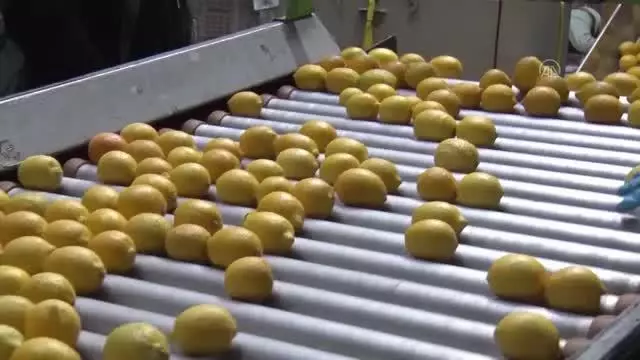 Sağlık çalışanlarına, hastalara ve yaşlılara narenciye desteği Sağlık çalışanlarına, hastalara ve yaşlılara narenciye desteği