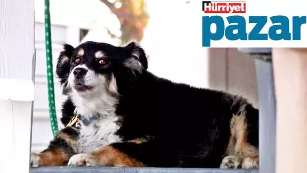 Şanslı köpek seni! Şanslı köpek seni!