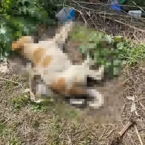 Son dakika haberleri... Sokak köpeklerinin öldüğünü gören hayvansever gözyaşlarına hakim olamadı Son dakika haberleri... Sokak köpeklerinin öldüğünü gören hayvansever gözyaşlarına hakim olamadı