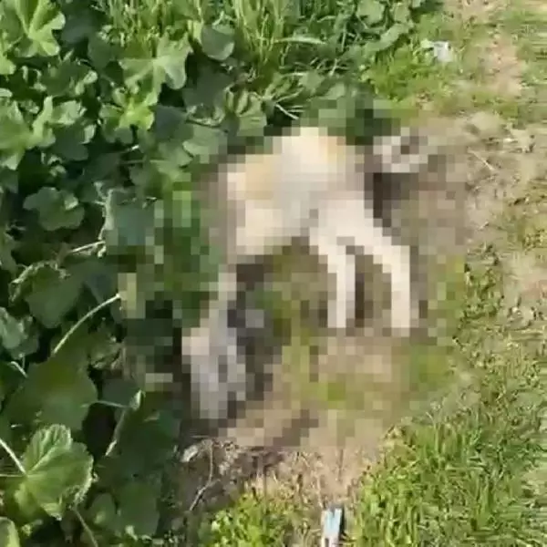 Son dakika haberleri... Sokak köpeklerinin öldüğünü gören hayvansever gözyaşlarına hakim olamadı Son dakika haberleri... Sokak köpeklerinin öldüğünü gören hayvansever gözyaşlarına hakim olamadı