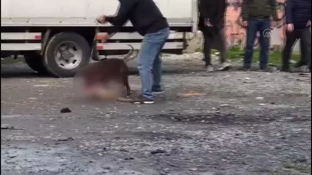 Sultangazi'de ağızlıksız dolaştırılan pitbull, sokak kedisine saldırdı Sultangazi'de ağızlıksız dolaştırılan pitbull, sokak kedisine saldırdı