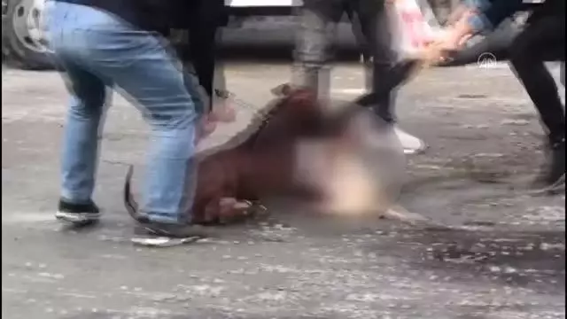 Sultangazi'de ağızlıksız dolaştırılan pitbull, sokak kedisine saldırdı Sultangazi'de ağızlıksız dolaştırılan pitbull, sokak kedisine saldırdı