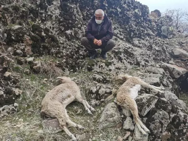 Son dakika haberi: Tunceli'de, koruma altındaki dağ keçilerinin ölümünde 'koyun sürüsü' iddiası Son dakika haberi: Tunceli'de, koruma altındaki dağ keçilerinin ölümünde 'koyun sürüsü' iddiası