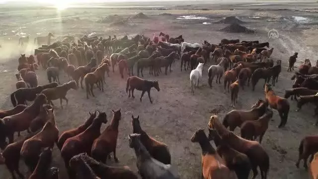 Yılkı atlarıyla ünlü Hürmetçi Sazlığı, doğa tutkunlarının vazgeçilmez adresleri arasında yer alıyor Yılkı atlarıyla ünlü Hürmetçi Sazlığı, doğa tutkunlarının vazgeçilmez adresleri arasında yer alıyor