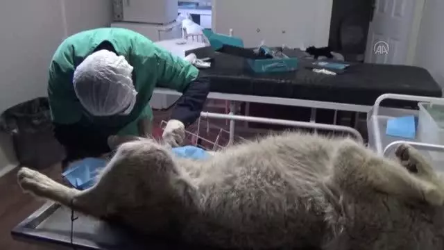 Yüksekova'da ilçe merkezine inen kurt ekipler tarafından yakalandı Yüksekova'da ilçe merkezine inen kurt ekipler tarafından yakalandı