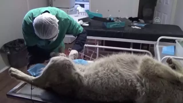 Yüksekova'da ilçe merkezine inen kurt ekipler tarafından yakalandı Yüksekova'da ilçe merkezine inen kurt ekipler tarafından yakalandı
