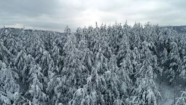 Zonguldak ormanlarında kar güzelliği Zonguldak ormanlarında kar güzelliği
