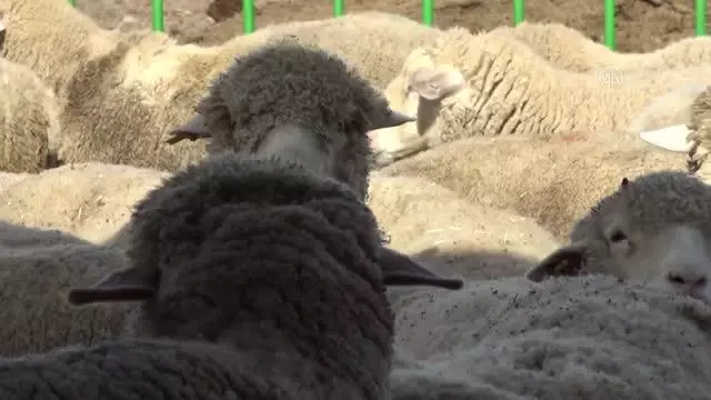 Afyonkarahisarlı genç girişimci, Merinos ırkı koyun yetiştiriciliğini yaygınlaştırmayı hedefliyor Afyonkarahisarlı genç girişimci, Merinos ırkı koyun yetiştiriciliğini yaygınlaştırmayı hedefliyor