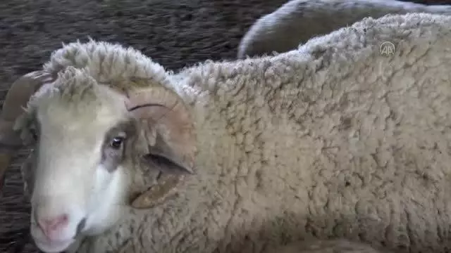 Afyonkarahisarlı genç girişimci, Merinos ırkı koyun yetiştiriciliğini yaygınlaştırmayı hedefliyor Afyonkarahisarlı genç girişimci, Merinos ırkı koyun yetiştiriciliğini yaygınlaştırmayı hedefliyor