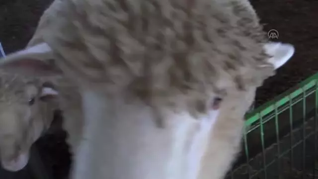 Afyonkarahisarlı genç girişimci, Merinos ırkı koyun yetiştiriciliğini yaygınlaştırmayı hedefliyor Afyonkarahisarlı genç girişimci, Merinos ırkı koyun yetiştiriciliğini yaygınlaştırmayı hedefliyor