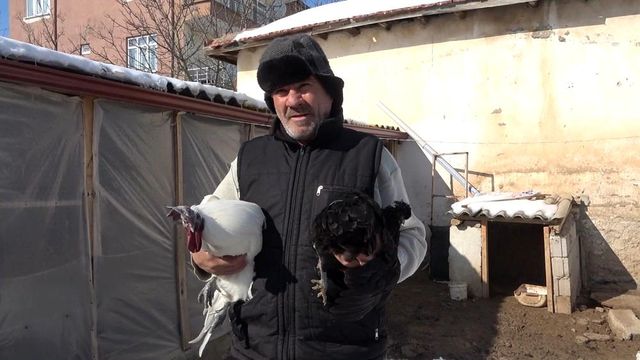 İç organları bile ömür karası olan 'Ayam Cemani' cinsi horoz ve tavuklar 2 bin 500 dolardan satılıyor