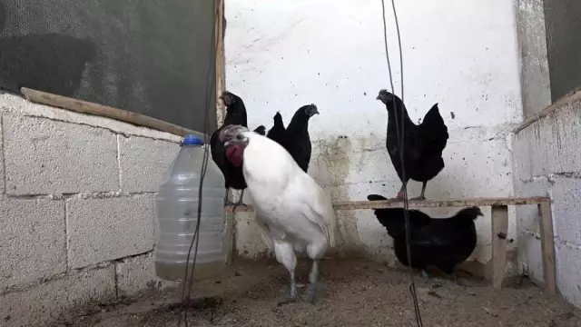 İç organları bile ömür karası olan 'Ayam Cemani' cinsi horoz ve tavuklar 2 bin 500 dolardan satılıyor İç organları bile ömür karası olan 'Ayam Cemani' cinsi horoz ve tavuklar 2 bin 500 dolardan satılıyor