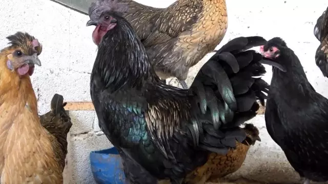 İç organları bile ömür karası olan 'Ayam Cemani' cinsi horoz ve tavuklar 2 bin 500 dolardan satılıyor İç organları bile ömür karası olan 'Ayam Cemani' cinsi horoz ve tavuklar 2 bin 500 dolardan satılıyor