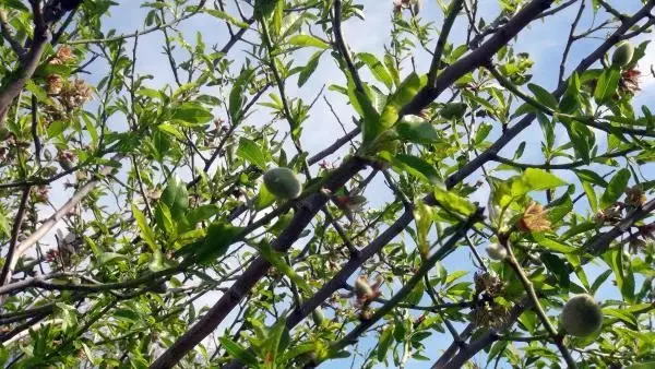 Badem çağlası hasadı başladı; tezgahta 100 TL Badem çağlası hasadı başladı; tezgahta 100 TL
