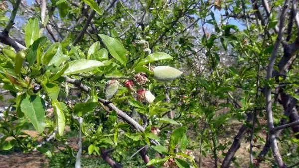 Badem çağlası hasadı başladı; tezgahta 100 TL Badem çağlası hasadı başladı; tezgahta 100 TL