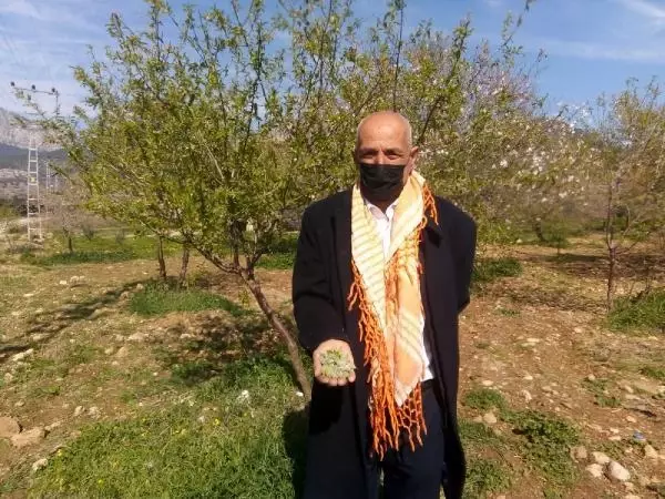 Badem çağlası hasadı başladı; tezgahta 100 TL Badem çağlası hasadı başladı; tezgahta 100 TL