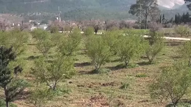 Badem çağlası hasadına başlandı Badem çağlası hasadına başlandı