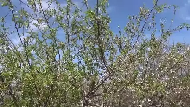 Badem çağlası hasadına başlandı Badem çağlası hasadına başlandı