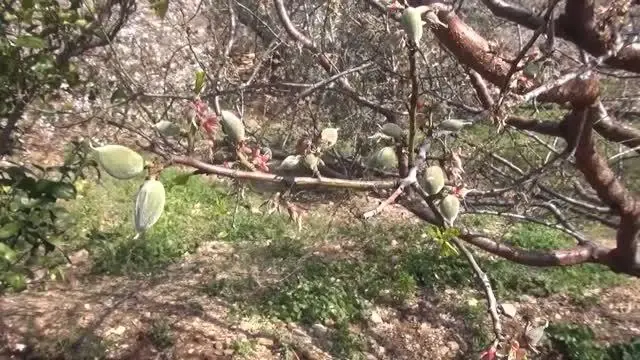 Badem çağlası hasadına başlandı Badem çağlası hasadına başlandı