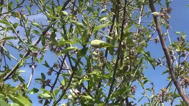 Badem çağlası hasadına başlandı Badem çağlası hasadına başlandı