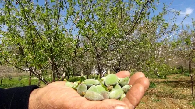 Hasadı bu yıl erken başlayan badem çağlasının kilosu 100 liradan satılıyor Hasadı bu yıl erken başlayan badem çağlasının kilosu 100 liradan satılıyor