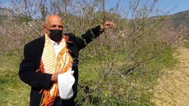 Hasadı bu yıl erken başlayan badem çağlasının kilosu 100 liradan satılıyor Hasadı bu yıl erken başlayan badem çağlasının kilosu 100 liradan satılıyor