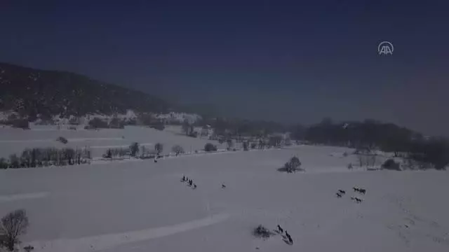 Bolu Dağı'ndaki yılkı atlarına yem bırakıldı Bolu Dağı'ndaki yılkı atlarına yem bırakıldı