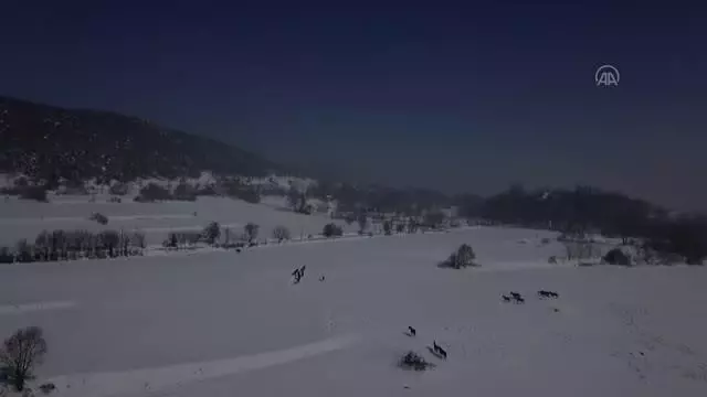 Bolu Dağı'ndaki yılkı atlarına yem bırakıldı Bolu Dağı'ndaki yılkı atlarına yem bırakıldı