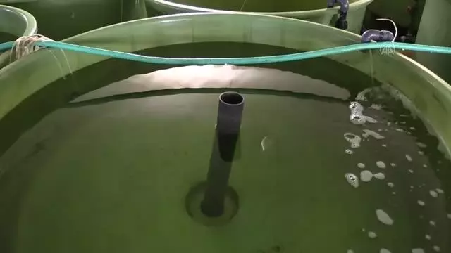 ÇANAKKALE - Onsekiz Mart Üniversitesi 4 yılda 25 bin çipura ve levrek üreterek denizle buluşturuldu ÇANAKKALE - Onsekiz Mart Üniversitesi 4 yılda 25 bin çipura ve levrek üreterek denizle buluşturuldu