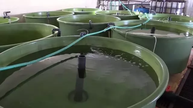 ÇANAKKALE - Onsekiz Mart Üniversitesi 4 yılda 25 bin çipura ve levrek üreterek denizle buluşturuldu ÇANAKKALE - Onsekiz Mart Üniversitesi 4 yılda 25 bin çipura ve levrek üreterek denizle buluşturuldu