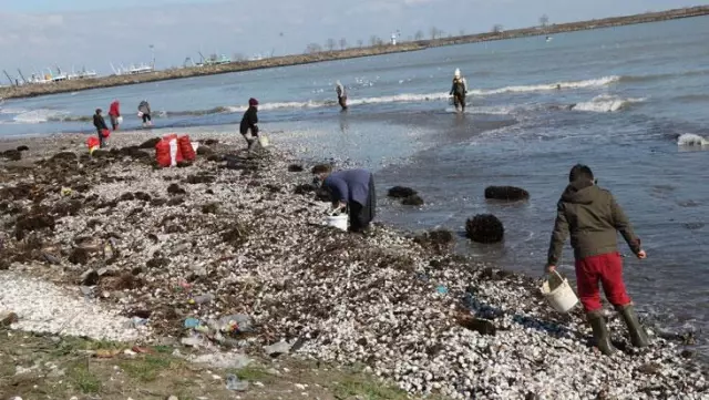 Dalgaların kıyıya attığı salyangozlar kadınlara ekmek kapısı oldu Dalgaların kıyıya attığı salyangozlar kadınlara ekmek kapısı oldu