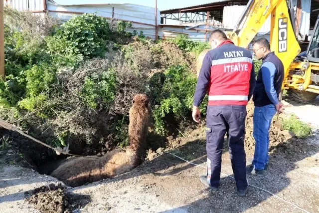 Son dakika haberleri: Su kanalına düşen deveyi itfaiye kurtardı Son dakika haberleri: Su kanalına düşen deveyi itfaiye kurtardı