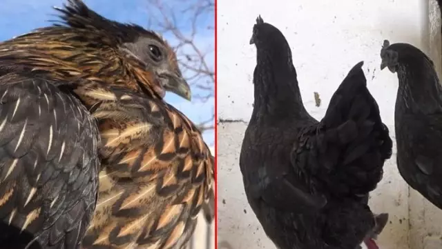 İç organları bile ömür karası olan 'Ayam Cemani' cinsi horoz ve tavuklar 2 bin 500 dolardan satılıyor İç organları bile ömür karası olan 'Ayam Cemani' cinsi horoz ve tavuklar 2 bin 500 dolardan satılıyor