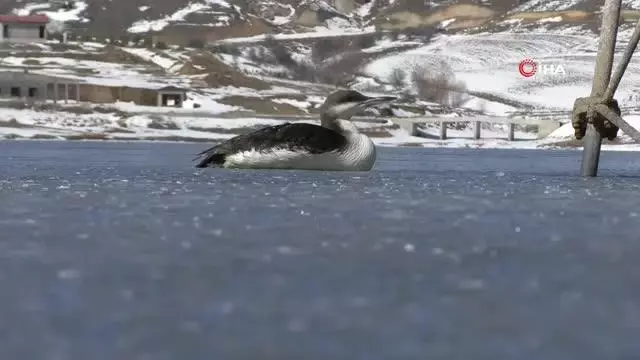 İtfaiye ekipleri buz tutan gölde donmak üzere olan kuşu kurtardı İtfaiye ekipleri buz tutan gölde donmak üzere olan kuşu kurtardı