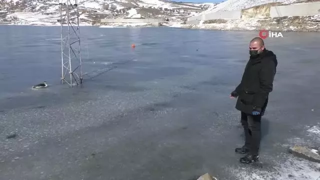 İtfaiye ekipleri buz tutan gölde donmak üzere olan kuşu kurtardı İtfaiye ekipleri buz tutan gölde donmak üzere olan kuşu kurtardı