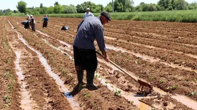 Mazot gübre desteği ne zaman ödenecek? 2021 - Ziraat Bankası'ndan mı ödenecek? Çitçiye mazot ve gübre desteği ne zaman yatacak? Mazot gübre desteği ne zaman ödenecek? 2021 - Ziraat Bankası'ndan mı ödenecek? Çitçiye mazot ve gübre desteği ne zaman yatacak?