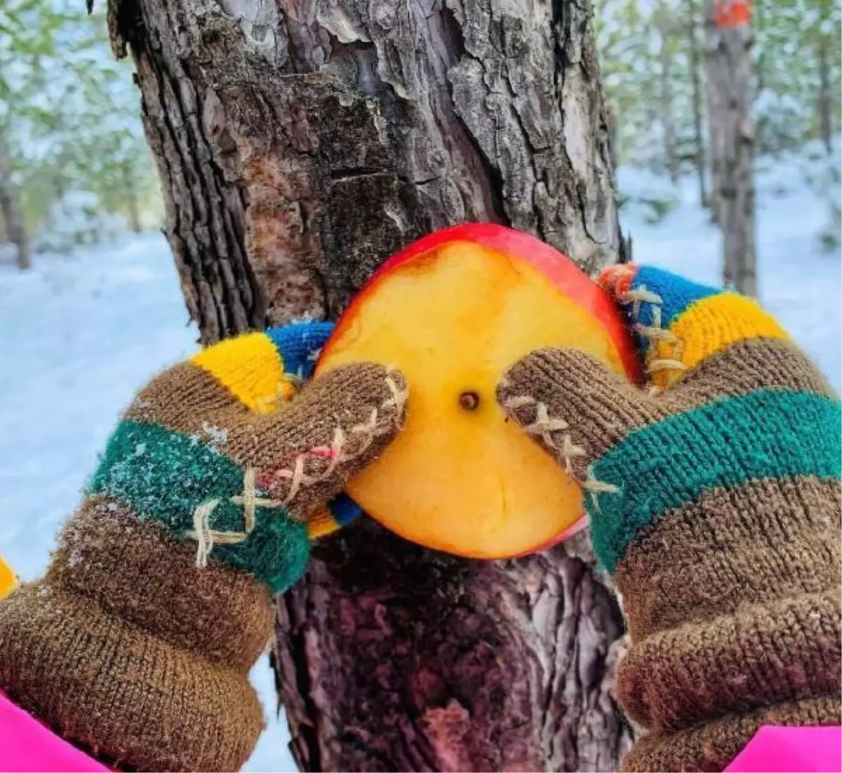 Minikler, kuşların aç kalmaması için ağaçlara meyve astı