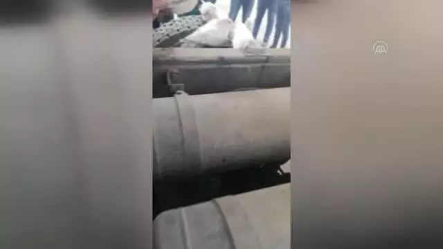 ŞANLIURFA - Akçakale Gümrük Kapısı'nda kamyonun damperinin altına gizlenmiş 6 güvercin bulundu ŞANLIURFA - Akçakale Gümrük Kapısı'nda kamyonun damperinin altına gizlenmiş 6 güvercin bulundu