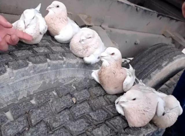ŞANLIURFA - Akçakale Gümrük Kapısı'nda kamyonun damperinin altına gizlenmiş 6 güvercin bulundu ŞANLIURFA - Akçakale Gümrük Kapısı'nda kamyonun damperinin altına gizlenmiş 6 güvercin bulundu