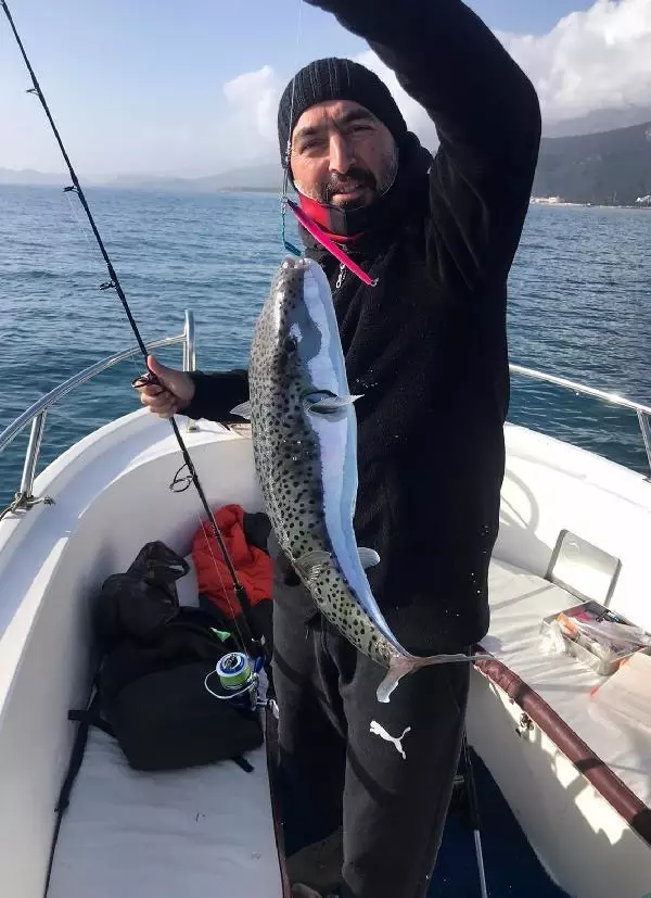 Zehri siyanürden 1200 kat fazla olan balon balığı, balıkçıları çıkmaza soktu Zehri siyanürden 1200 kat fazla olan balon balığı, balıkçıları çıkmaza soktu