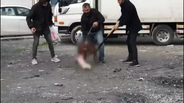 (ek bilgiyle) Sultangazi'de pitbull vahşeti mahalleyi karıştırdı; Köpek sahibine 11 bin 467 lira ceza (ek bilgiyle) Sultangazi'de pitbull vahşeti mahalleyi karıştırdı; Köpek sahibine 11 bin 467 lira ceza
