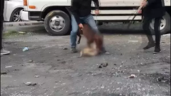 (ek bilgiyle) Sultangazi'de pitbull vahşeti mahalleyi karıştırdı; Köpek sahibine 11 bin 467 lira ceza (ek bilgiyle) Sultangazi'de pitbull vahşeti mahalleyi karıştırdı; Köpek sahibine 11 bin 467 lira ceza