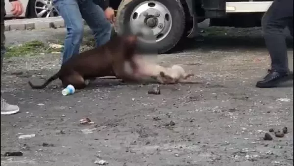 (ek bilgiyle) Sultangazi'de pitbull vahşeti mahalleyi karıştırdı; Köpek sahibine 11 bin 467 lira ceza (ek bilgiyle) Sultangazi'de pitbull vahşeti mahalleyi karıştırdı; Köpek sahibine 11 bin 467 lira ceza