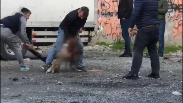 (ek bilgiyle) Sultangazi'de pitbull vahşeti mahalleyi karıştırdı; Köpek sahibine 11 bin 467 lira ceza (ek bilgiyle) Sultangazi'de pitbull vahşeti mahalleyi karıştırdı; Köpek sahibine 11 bin 467 lira ceza