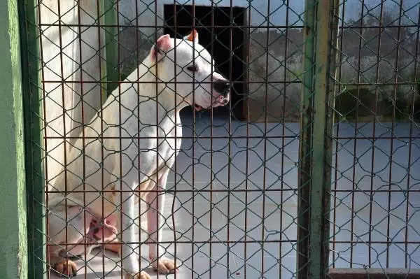 'Tehlikeli köpek sahipleri psikoteknik belgesi almalı' 'Tehlikeli köpek sahipleri psikoteknik belgesi almalı'