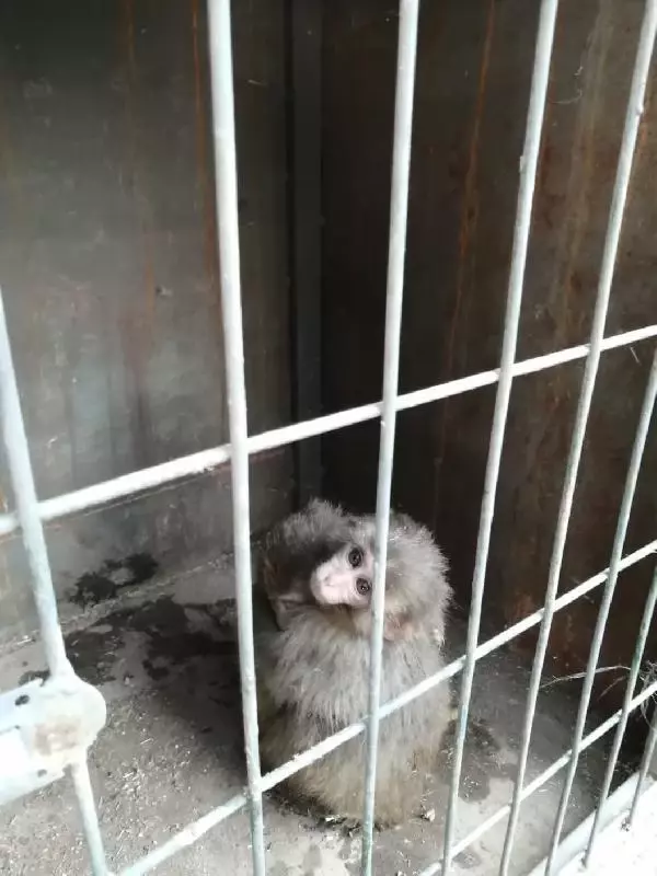 Ülkeye kaçak sokulmak istenen 4 örümcek maymunu, korumaya alındı Ülkeye kaçak sokulmak istenen 4 örümcek maymunu, korumaya alındı
